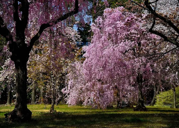 Close To Golden Temple -Kinkakuji-